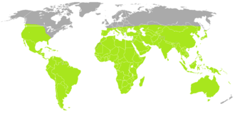 Distribution mondiale des scorpions, en vert.