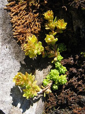 Alpine stonecrop (Sedum alpestre)