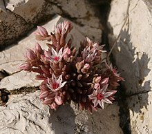 Sedum hispanicum 2.jpg