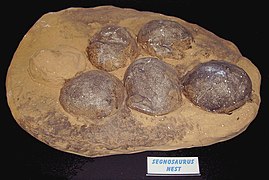 Окаменелые яйца динозавров группы теризинозавров