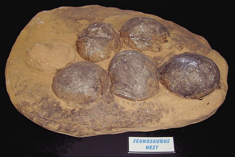 File:Segnosaurus nest 2.jpg