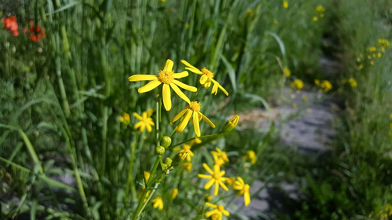 File:Senecio pyrenaicus in Hrazdan gorge 04.jpg