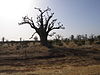 Baobab tree