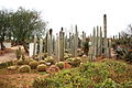 Cephalocereus senilis