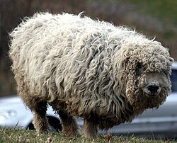 Šedá tvář ovce dartmoor.