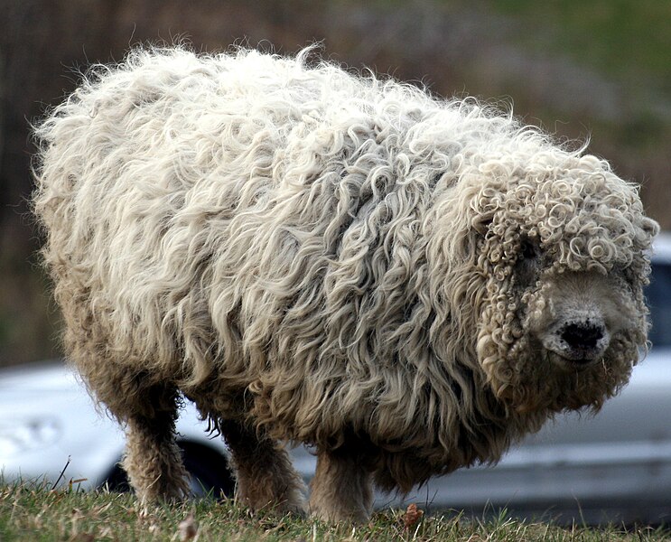 File:Sheep, London Wetland Centre.jpg