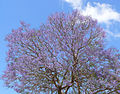 סיגלון חד עלים Jacaranda acutifolia