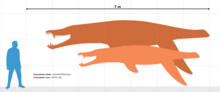 Scale diagram, presenting the largest specimens of both species Simolestes size chart.png