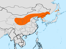 Distribución aproximada de S. villosa.[2] Os datos de Corea do Norte son irregulares. A illa de Sakhalin non figura no mapa. O signo de interrogación indica a observación de aves identificadas como posiblemente S. villosa en 2007.[3]