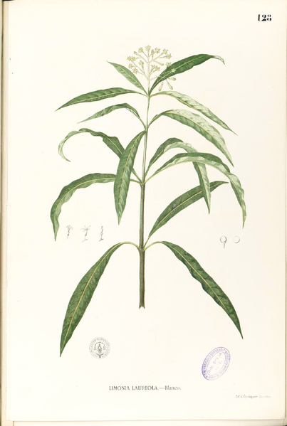 File:Skimmia laureola Blanco1.128-original.png