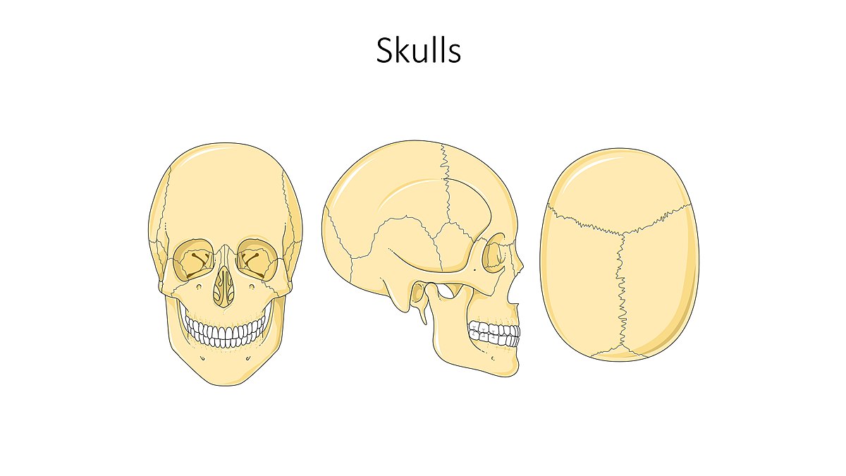 Skeleton - Servier Medical Art