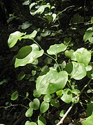 Smilax excelsa u. a. Blätter und junge Triebe (georg. Ekala, Dziruga, trk. Merevcen, Melvocan, Melocan, Silcan)