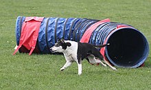 A tri-colour Smooth Collie exiting an Agility Tunnel SmoothCollie Tri AgilityTunnel.jpg