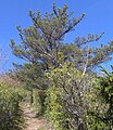 Tree, Great Smoky Mts NP