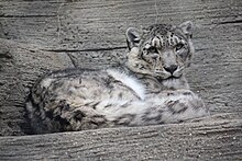 The snow leopard is the national heritage animal of Pakistan Snow Leopard 13.jpg