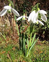 Galanthus nivalis 'Atkinsii', 18 cm high Snowdrops Galanthus nivalis Atkinsii.JPG