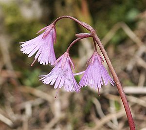 Alpine Soldanelle (Soldanella alpina)