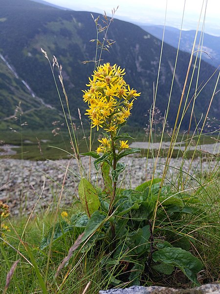 File:Solidago virgaurea subsp. minuta, Sněžka.jpg