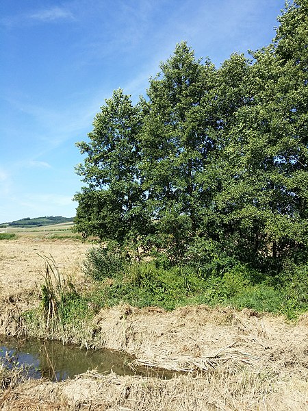 File:Sonchus palustris sl35.jpg