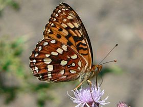 Hydaspe Fritillary (Speyeria hydaspe)