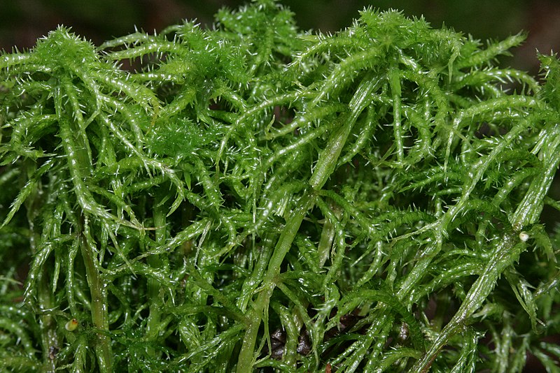 File:Sphagnum squarrosum (a, 142736-474310) 9192.JPG