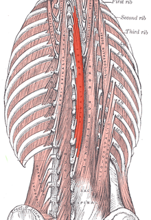 Spinalis