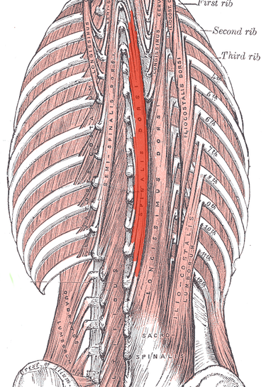 375px-Spinalis.png