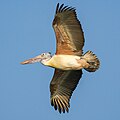 * Nomination Spot-billed pelican (Pelecanus Phillipensis) in flight, Ranganathittu Bird Sanctuary --Tagooty 01:32, 20 January 2024 (UTC) * Promotion  Support Good quality. --Bgag 04:09, 20 January 2024 (UTC)