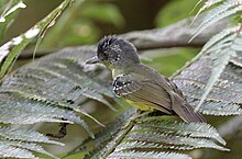 Antvireo.jpg עם חזה נקודתי