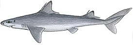 Lyhytpiikkihai (Squalus mitsukuri)