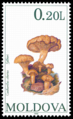 stamp of Moldova