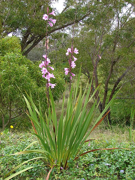 File:Starr-090430-6700-Watsonia borbonica-flowering habit-Kula Botanical Garden Kula-Maui (24859855461).jpg