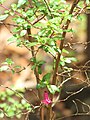 Starr-110307-2508-Fuchsia microphylla-leaves and flowers-Kula Botanical Garden-Maui (25051861376).jpg