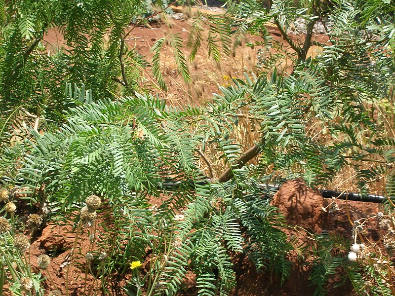 File:Starr 050516-1317 Prosopis glandulosa.jpg