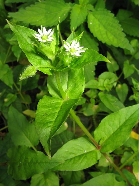 File:Stellaria aquatica 1.JPG