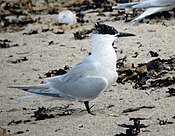 Стерна песчаная Farnes.jpg