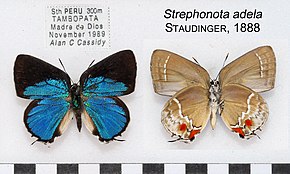 Descrierea imaginii StrephonotaAdelaMUpUnAC1606 1607.jpg.