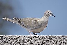 Juvenile before collar formation Streptopelia decaocto -Gran Canaria, Canary Islands, Spain -juvenile-8.jpg