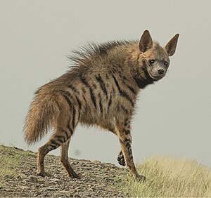 Striped hyena (Hyaena hyaena) - cropped.jpg