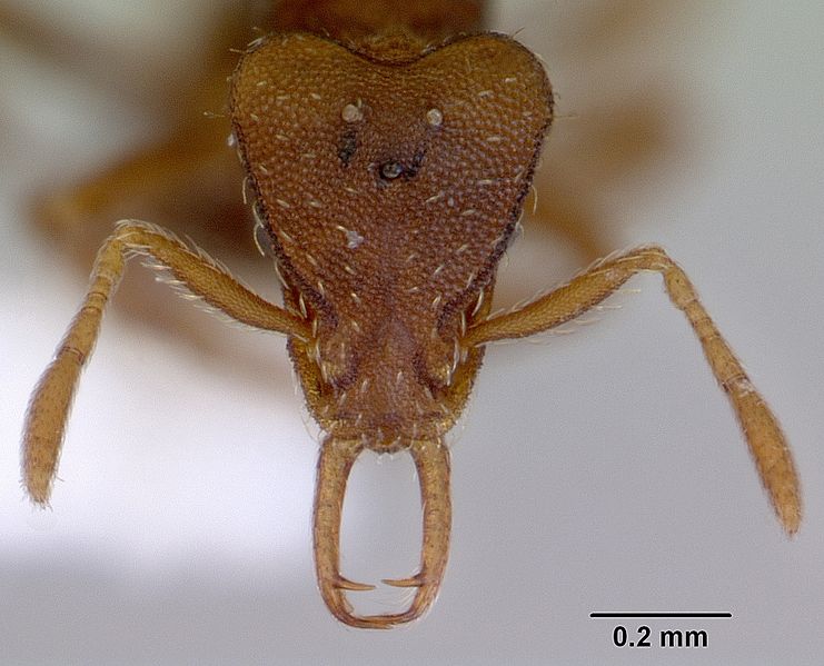 File:Strumigenys perplexa casent0172368 head 1.jpg