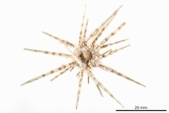 File:Stylocidaris maculosa - ECH-000428 hab-dor.tif (Category:Echinodermata in the Natural History Museum of Denmark)