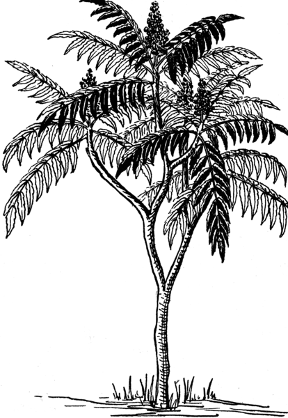 File:Sumac (PSF).png