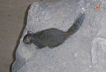 Thumbnail for Père David's rock squirrel