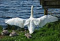 Swan and cygnet, Kernan Lake near Gilford - geograph.org.uk - 505229.jpg
