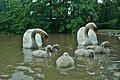 Beberapa Swan dengan 6 cygnets 107831006.jpg