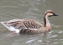Swan goose arp.jpg