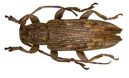 Sybra flavomarmorata