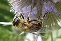 Mistbiene ♀ (Eristalis tenax) auf Karde