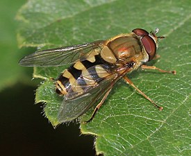 Syrphus sp. (erkek)