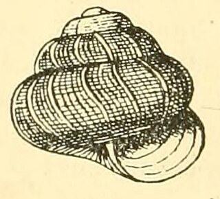 <i>Taguahelix francesci</i> Species of sea snail